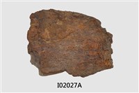 藏品(馬來長吻上顎骨化石)的圖片